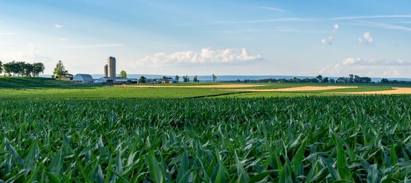 Scenic view of agricultural field against sky