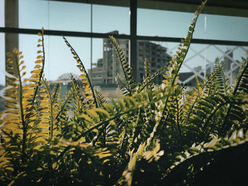 Close-up of fern against sky