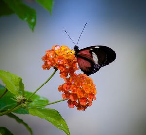 Close-up of butterfly on flowers against sky