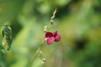 Close-up of pink flowering plant