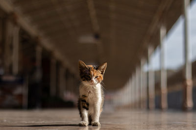 Portrait of a kitten at train station