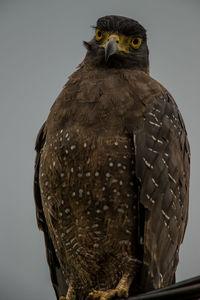 Close-up of owl perching on a bird