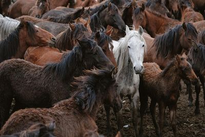 Horse standing on field