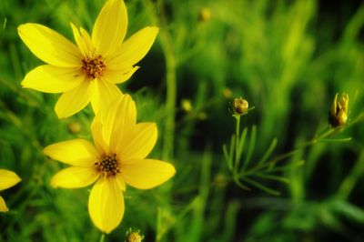 Close-up of yellow flowering plant