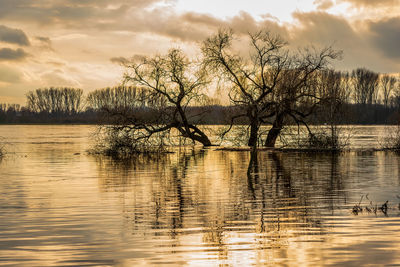 Bare tree by lake against sky during sunset