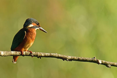 Close-up of bird perching on branch