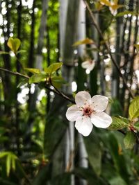 Close-up of white flowers blooming on branch