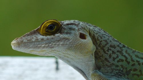 Close-up view of an animal