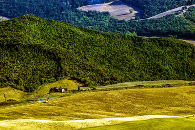 Scenic view of grass and trees