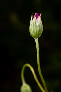 Close-up of pink flower buds against black background