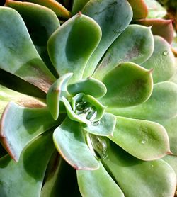 Close-up of cactus