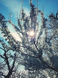 Low angle view of silhouette tree against sky