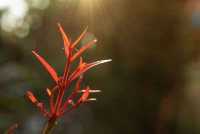 Close-up of red flower