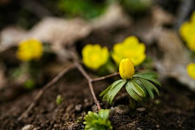 Close-up of yellow flower