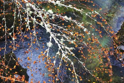 High angle view of trees by lake