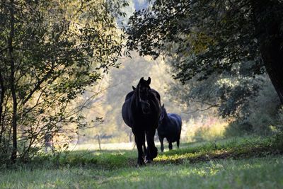 Horse on grass against trees