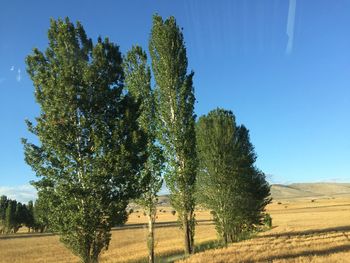 Trees on field against clear blue sky