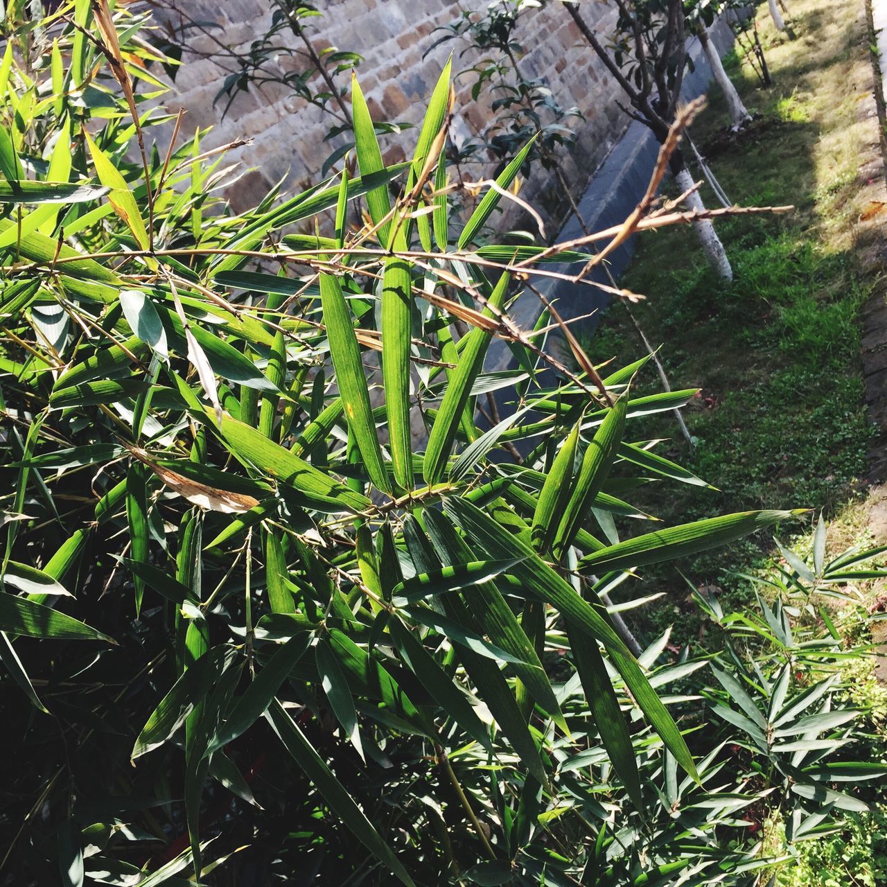 growth, nature, green color, plant, leaf, outdoors, no people, beauty in nature, tree, branch, day, close-up