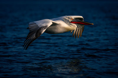 Pelican swimming in lake