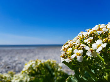 Close-up of flowering plant by sea against clear sky