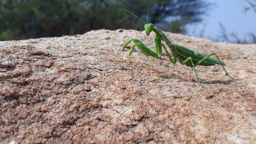 Close-up of insect on rock