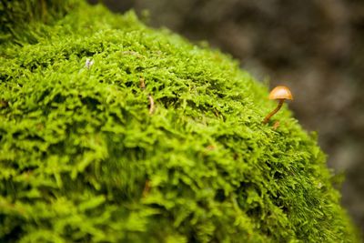 Mushroom growing on moss