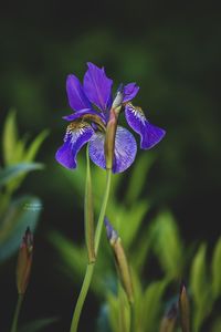 Close-up of purple iris flower