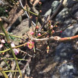 Close-up of flowers on branch