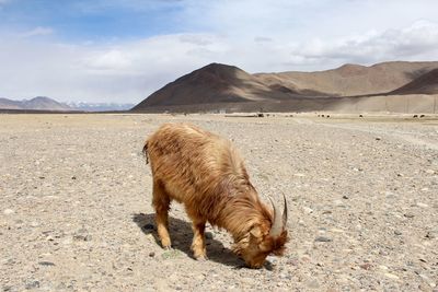 Horse on sand against sky