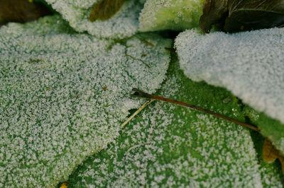 Close-up of frozen plants during winter