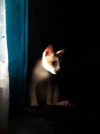 Close-up of cat looking away