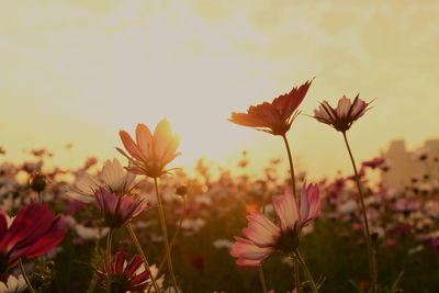 Close-up of pink cosmos flowers against sky