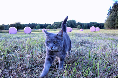 Cat on grassy field