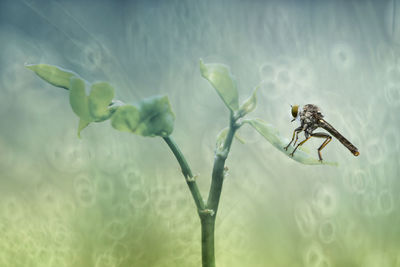 Close-up of insect on leaf