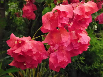 Close-up of wet pink rose blooming outdoors