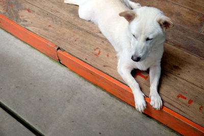 High angle view of dog on hardwood floor