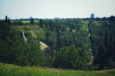 Scenic view of trees growing on field against sky