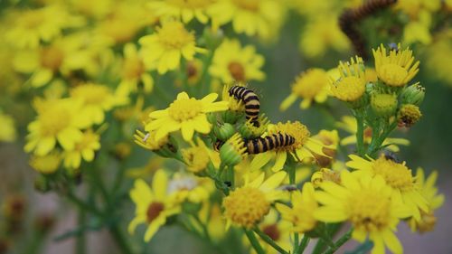 Close-up of bee pollinating on yellow flower