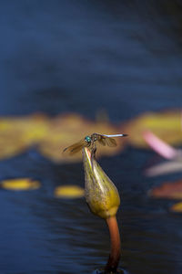 Close-up of bird against lake