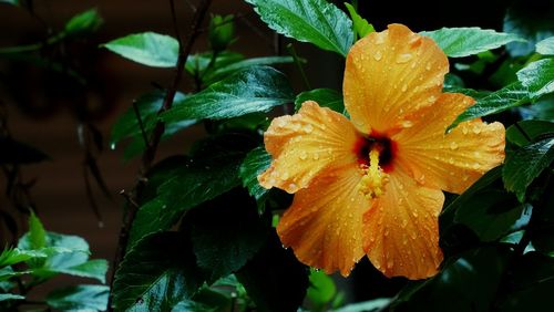 Close-up of yellow flower