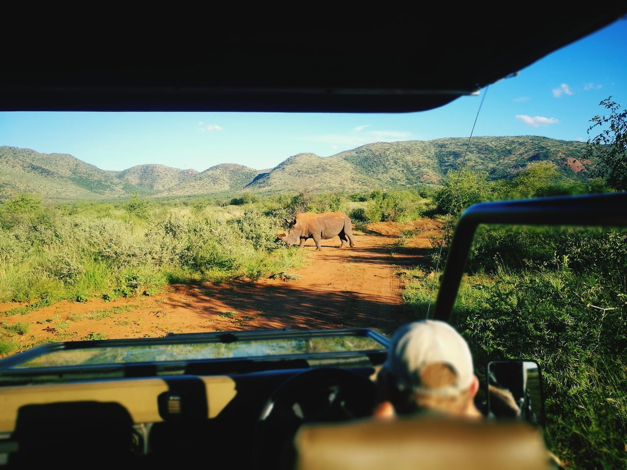 VIEW OF HORSE CART IN CAR