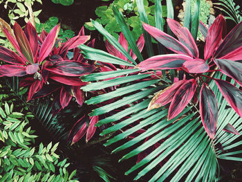 High angle view of pink flowering plants