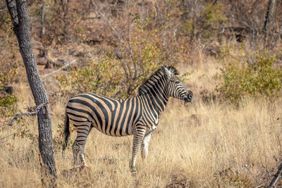 Side view of zebra standing on land