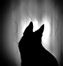 Close-up of silhouette cat at home