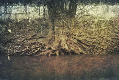 Trees on grassy field