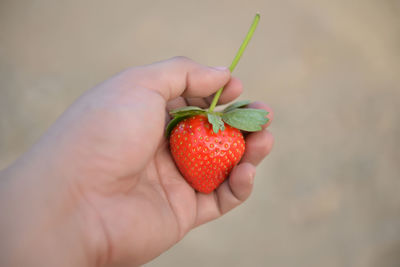 Close-up of hand holding strawberries