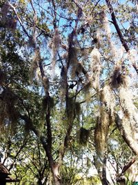 Low angle view of trees