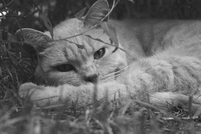 Portrait of cat relaxing on grass