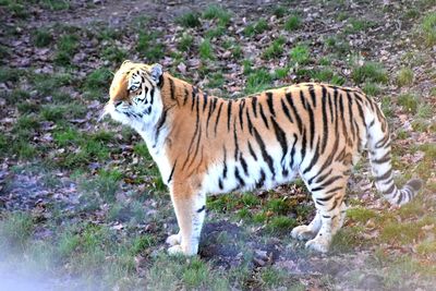 Tiger in a forest