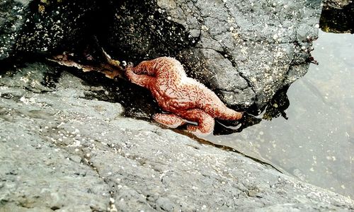 Close-up of lizard on rock